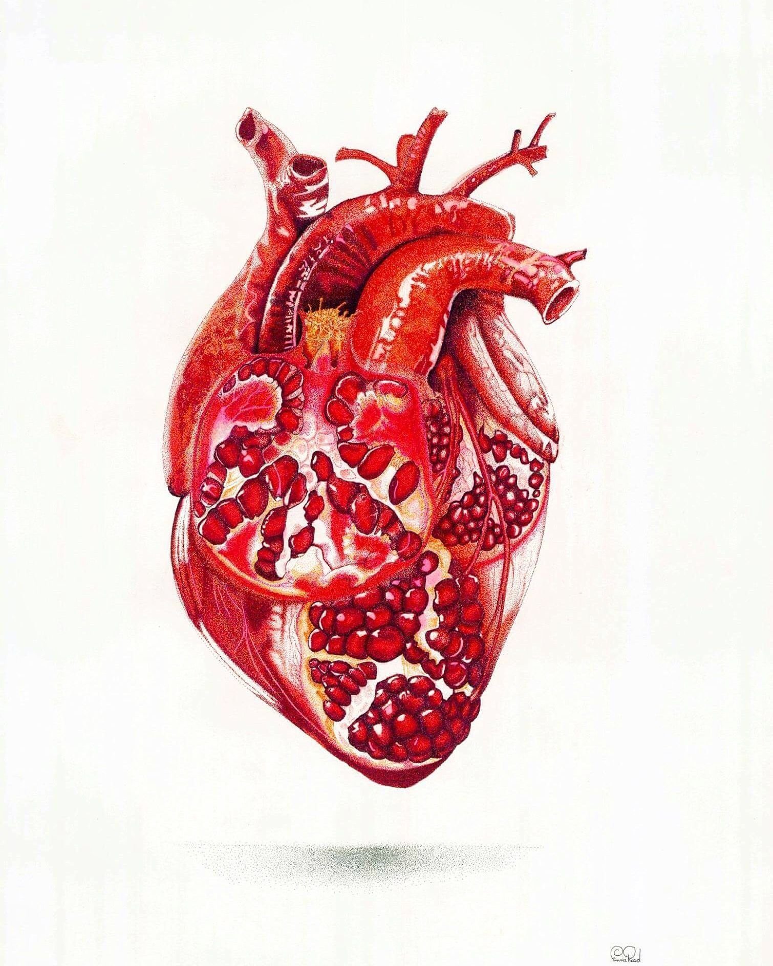 Сердц. Сердце анатомия. Анатомическое сердце человека.