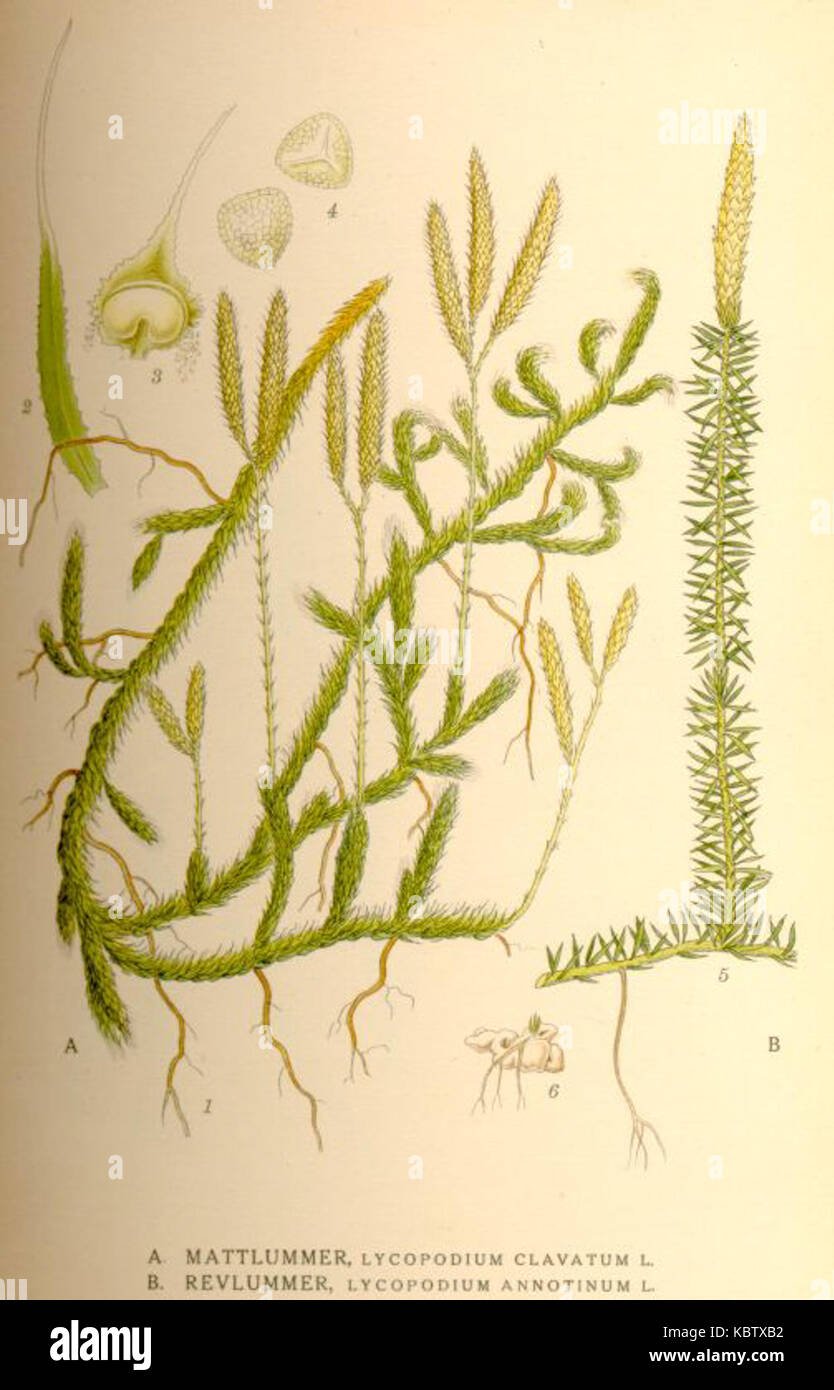 Плаун булавовидный набор. Ликоподиум плаун булавовидный. Плаун годичный (Lycopodium annotinum). Плаун годичный Ботанический. Плаун булавовидный ботаника.