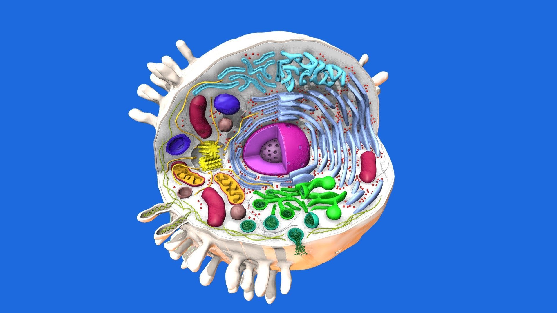 Клетка человека изображение. Эукариотическая клетка 3д моделирование. Человеческая клетка. Модель клетки животного. Макет человеческой клетки.