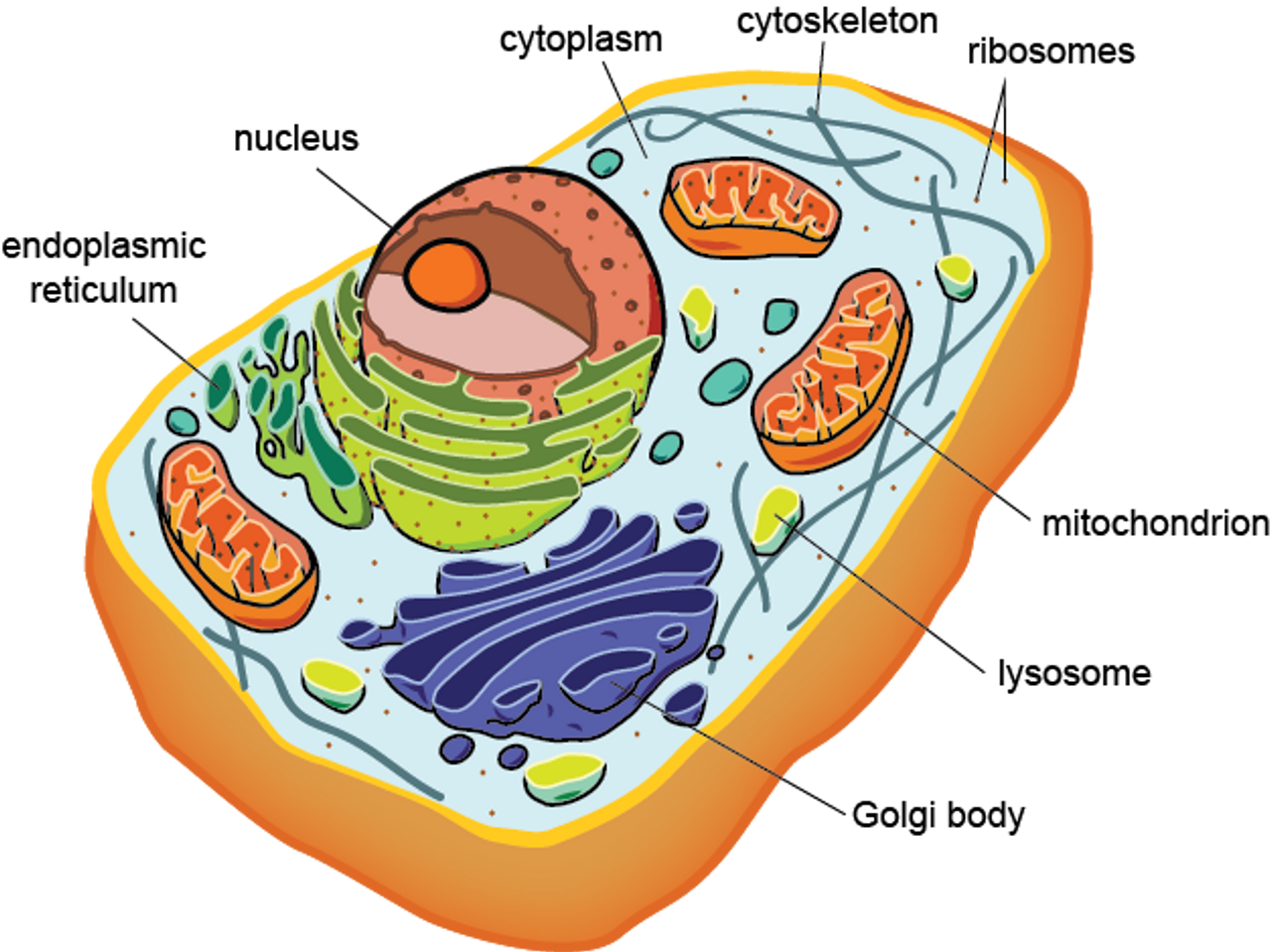 Полость в цитоплазме клетки 7