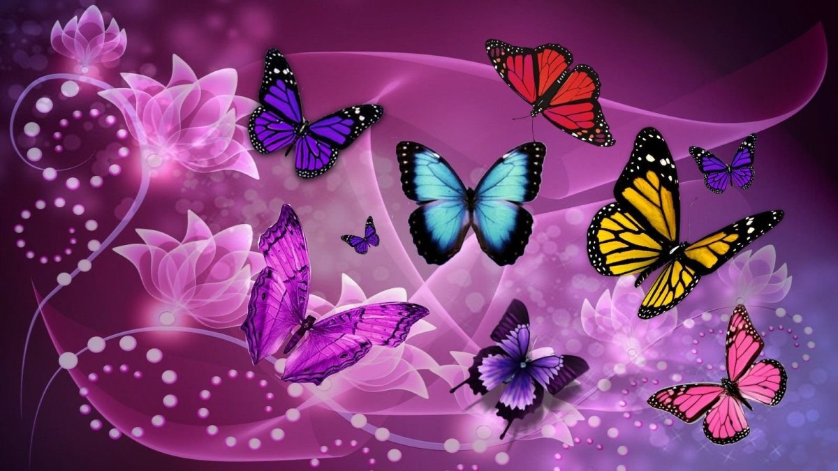 Красивые бабочки картинки на экран
