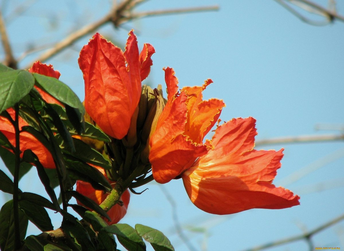 Тюльпановое дерево картинки