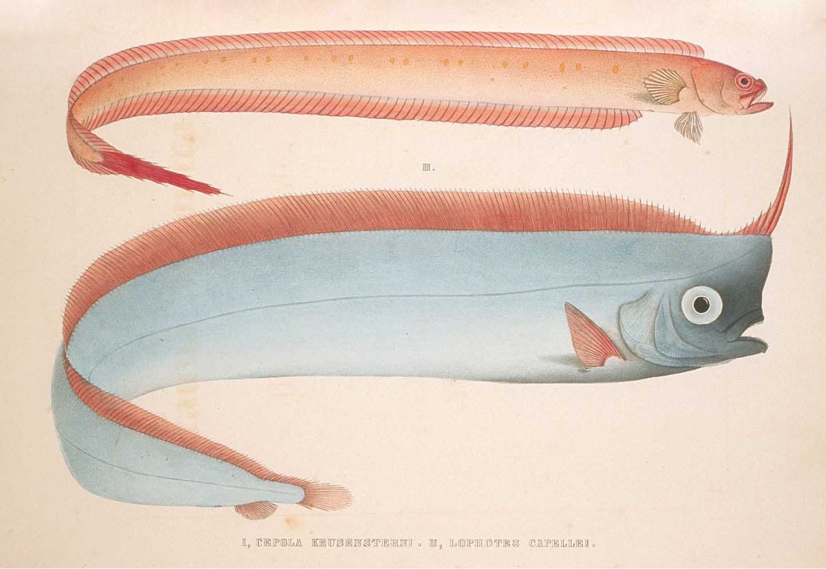Картинки ремень рыба