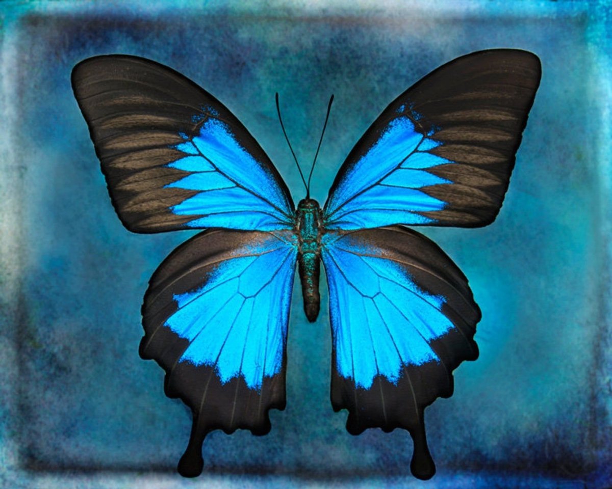Голубые бабочки картинки красивые