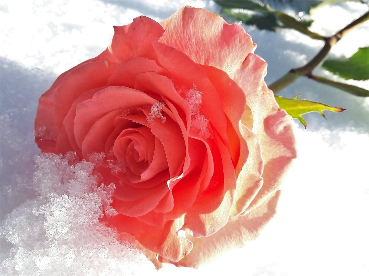 Розы зимой картинки красивые