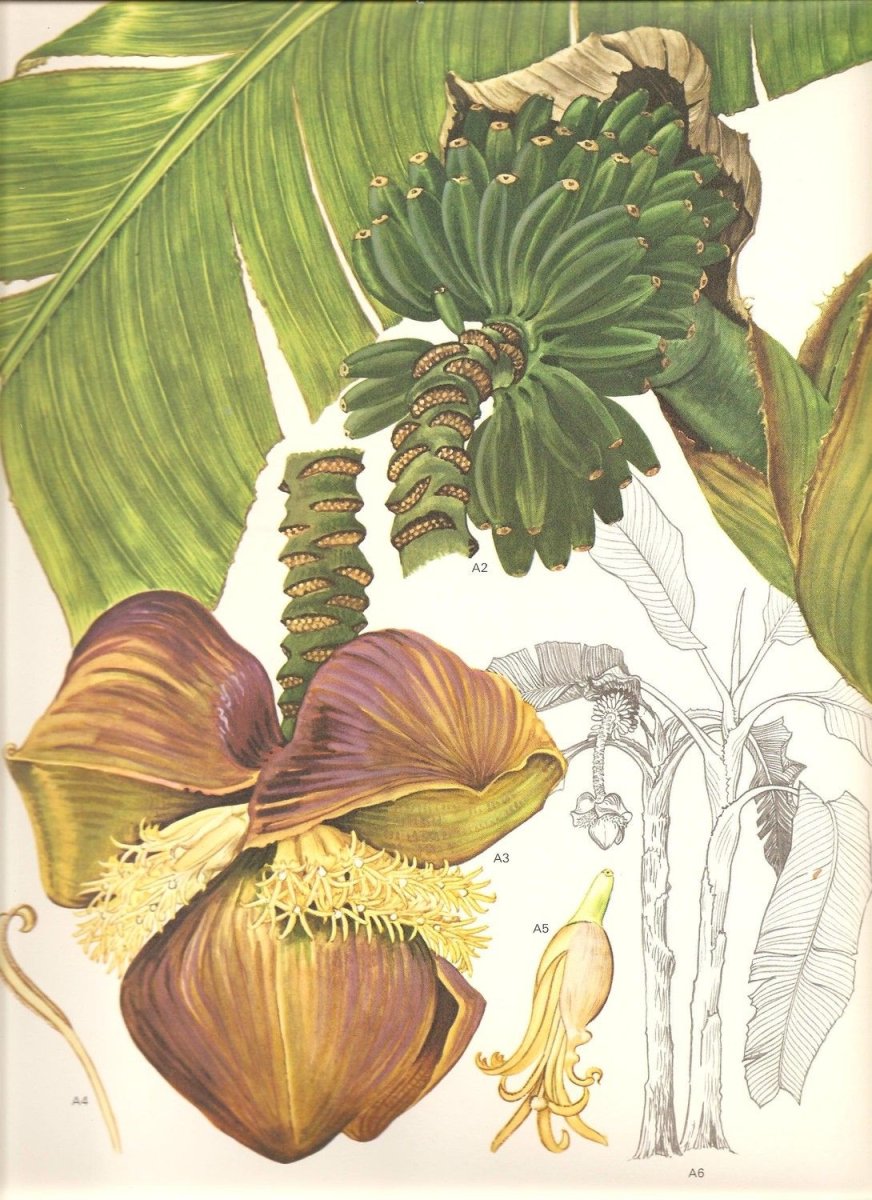 Картинки экзотические растения