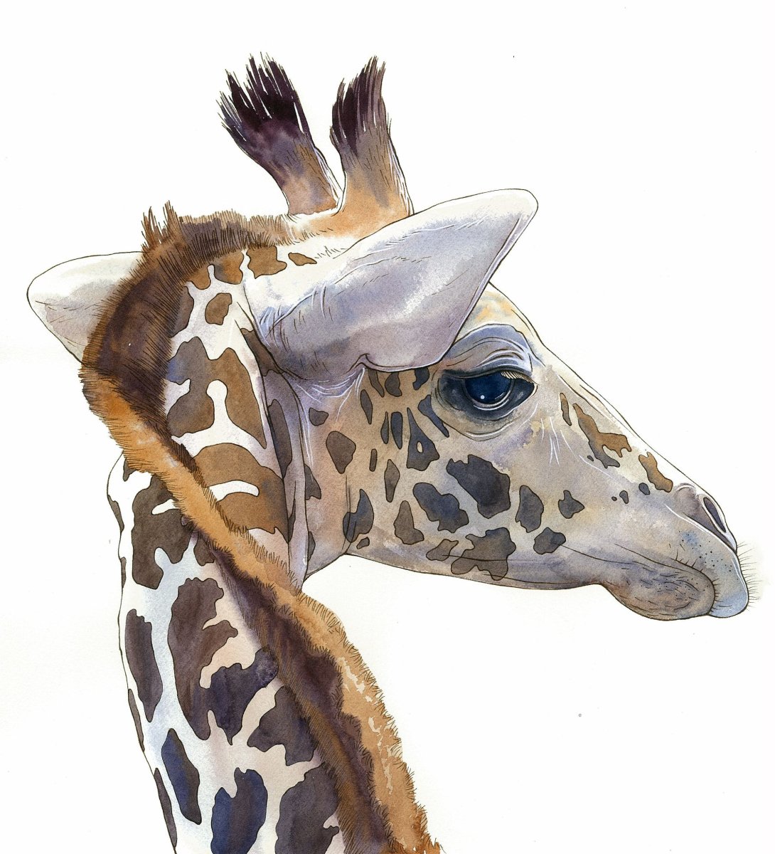 Жираф рисунок акварелью