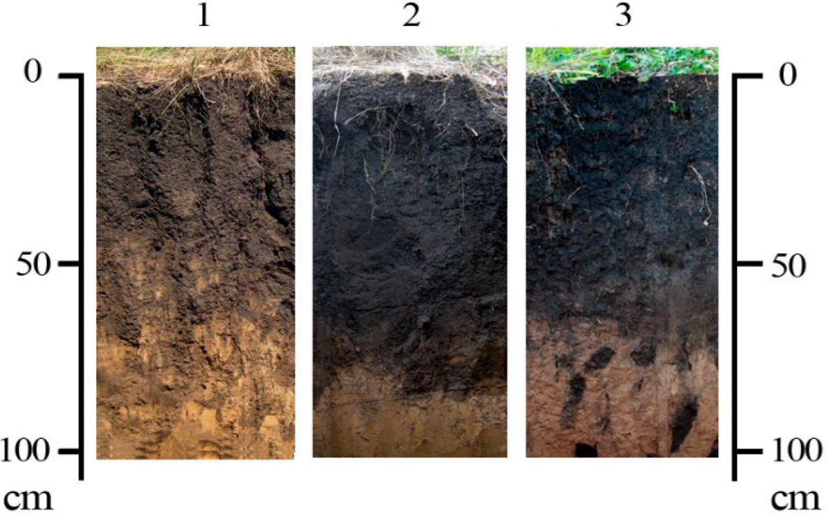 Южные черноземы почвы. Почвенный разрез чернозема выщелоченного. Почвенный Горизонт дернина. Почвенный срез суглинистая почва. Почвенный профиль чернозем почвы.