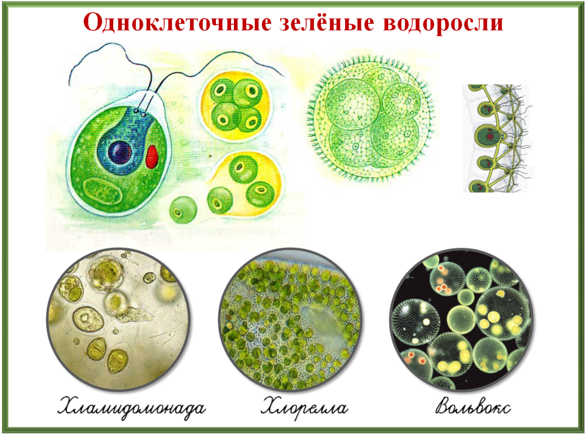 Одноклеточные водоросли произошли. Одноклеточные растения хлорелла. Зелёные водоросли хлорелла одноклеточеые. Одноклеточные зеленые водоросли представители. Хламидомонада, хлорелла, плеврококк.