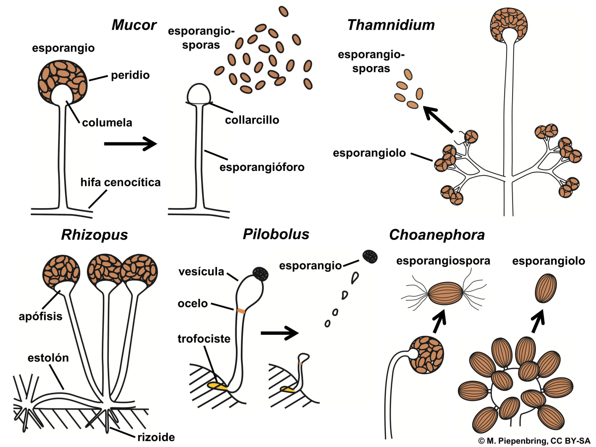 6 мукор. Размножение мукора. Жизненный цикл мукора. Схема мукора. Спорангии грибов.