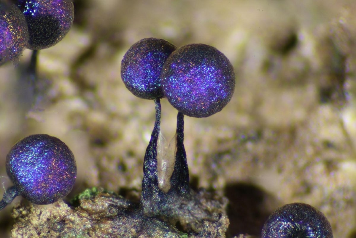 Слизневик. Elaeomyxa Cerifera Радужный пурпурный гриб. Стемонитис слизевик. Гриб слизевик плазмодий. Гриб слизевик Ликогала.