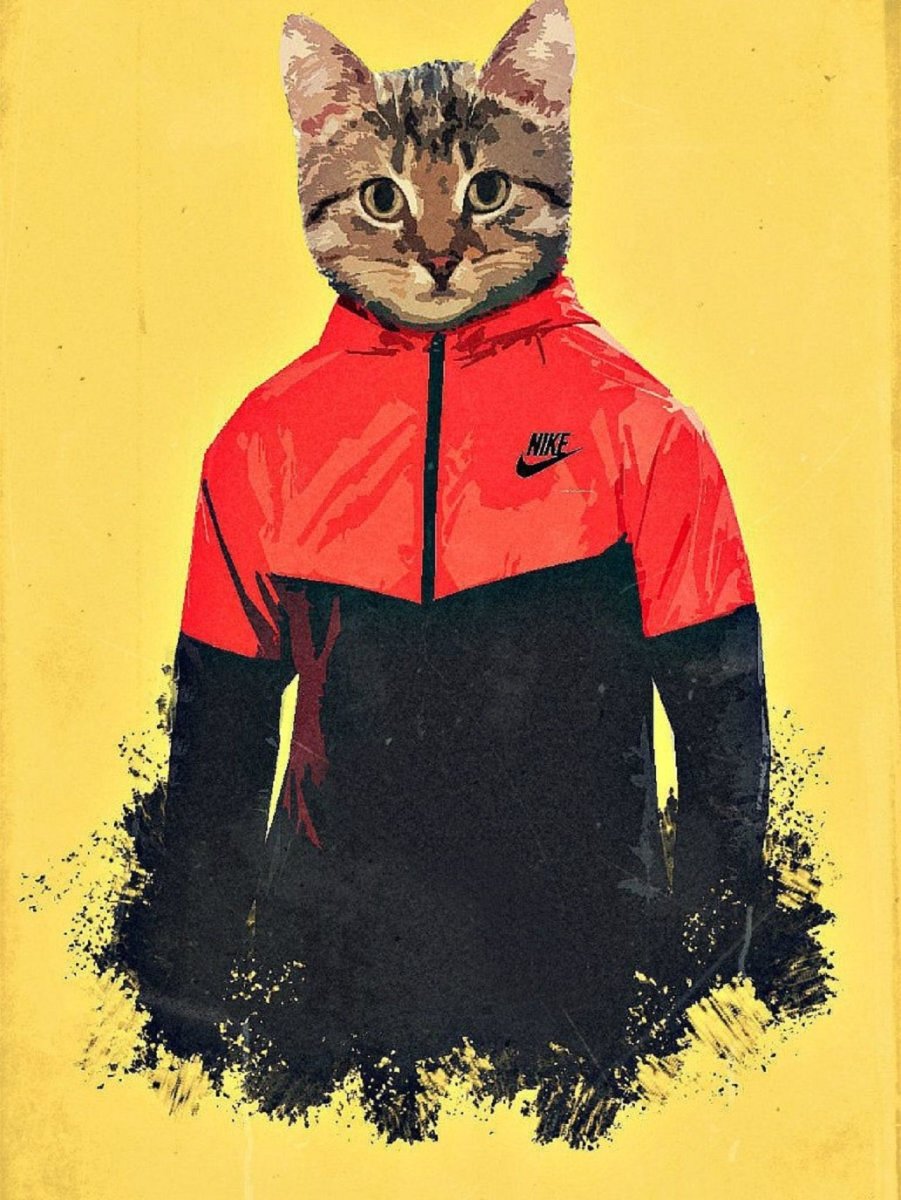Кот в спортивном костюме
