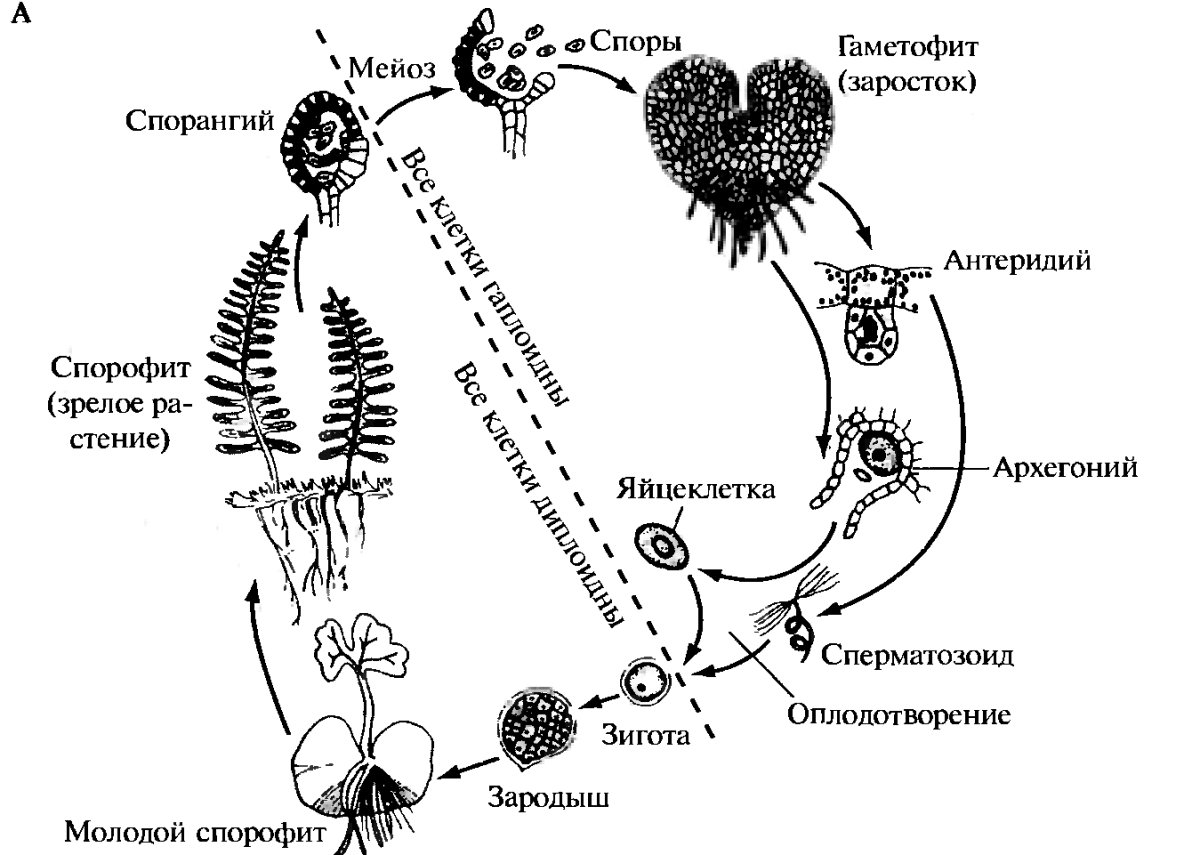 Цикл развития папоротниковидных схема. Жизненный цикл папоротника щитовника мужского. Схема папоротника жизненный цикл папоротника. Цикл развития щитовника мужского.