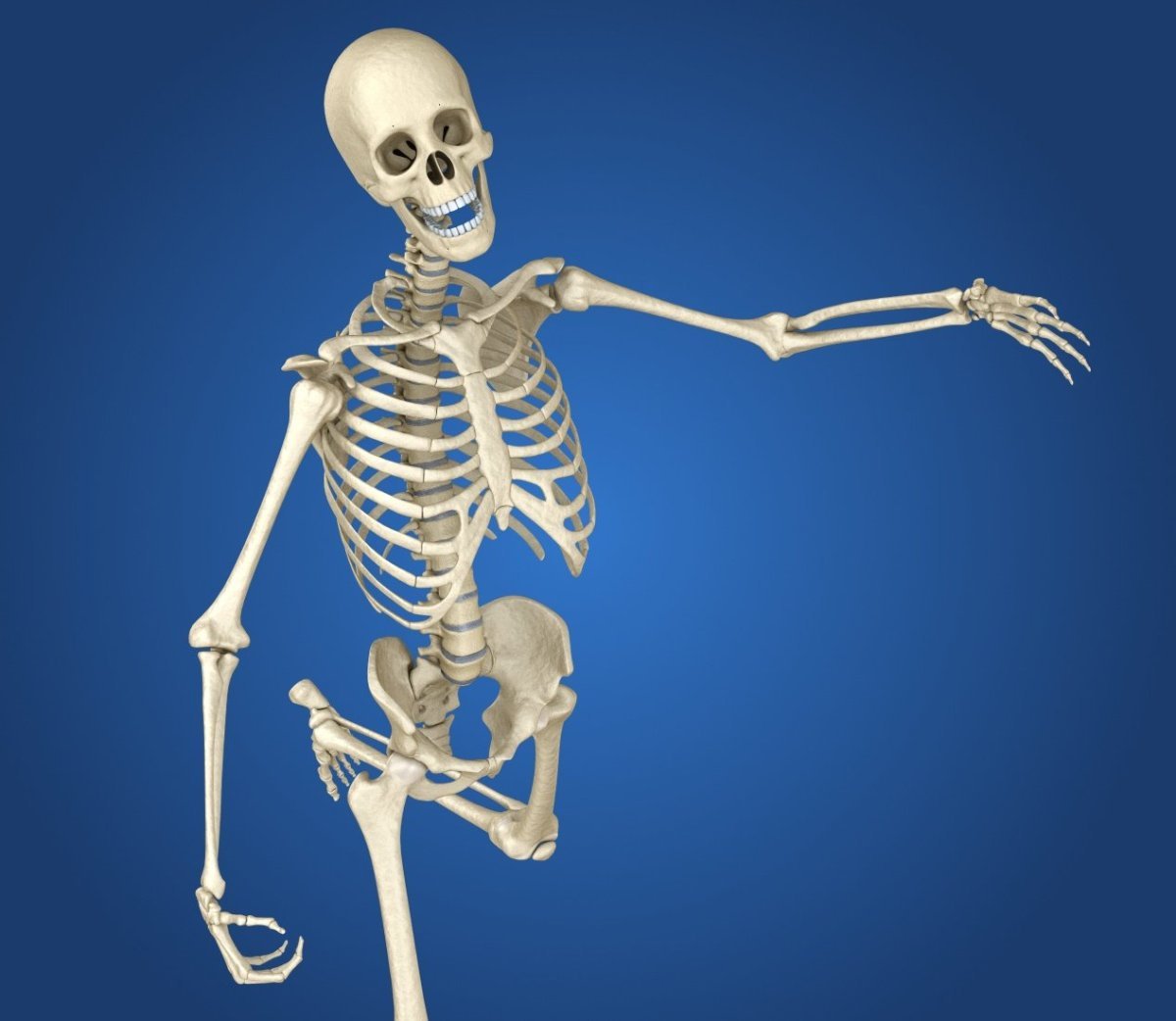 Про скелет человека