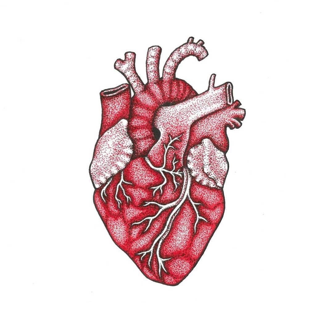 Орган сердце человека рисунок