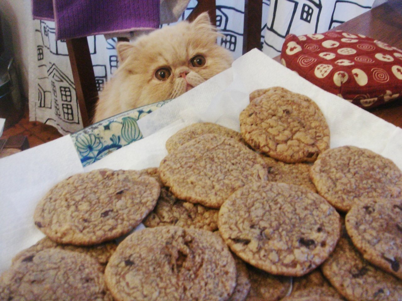 Украл печенье. Печенье котики. Кот с печеньем. Кот ворует печенье. Кот с печенюшками.