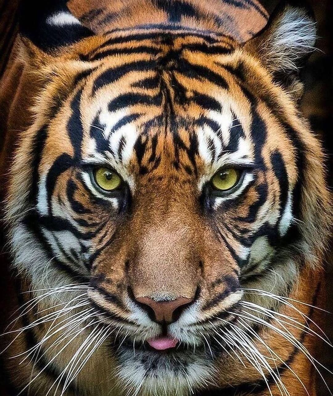 Левый тигр. Тайгер тигр. Тигр морда. Красивый тигр. Взгляд тигра.