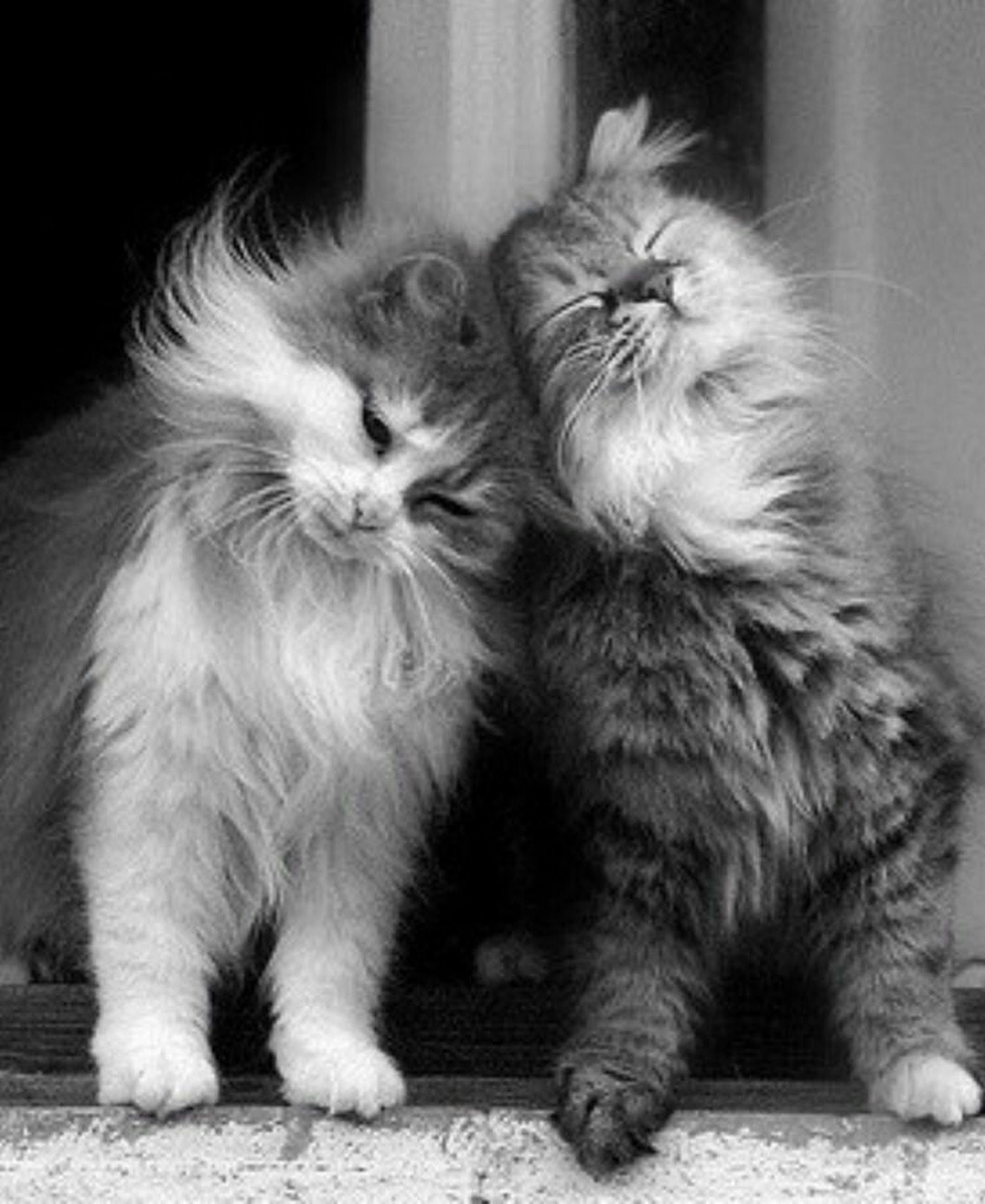 Ти котенка. Кошки любовь. Котики обнимаются. Влюбленный котик. Пушистые котята.