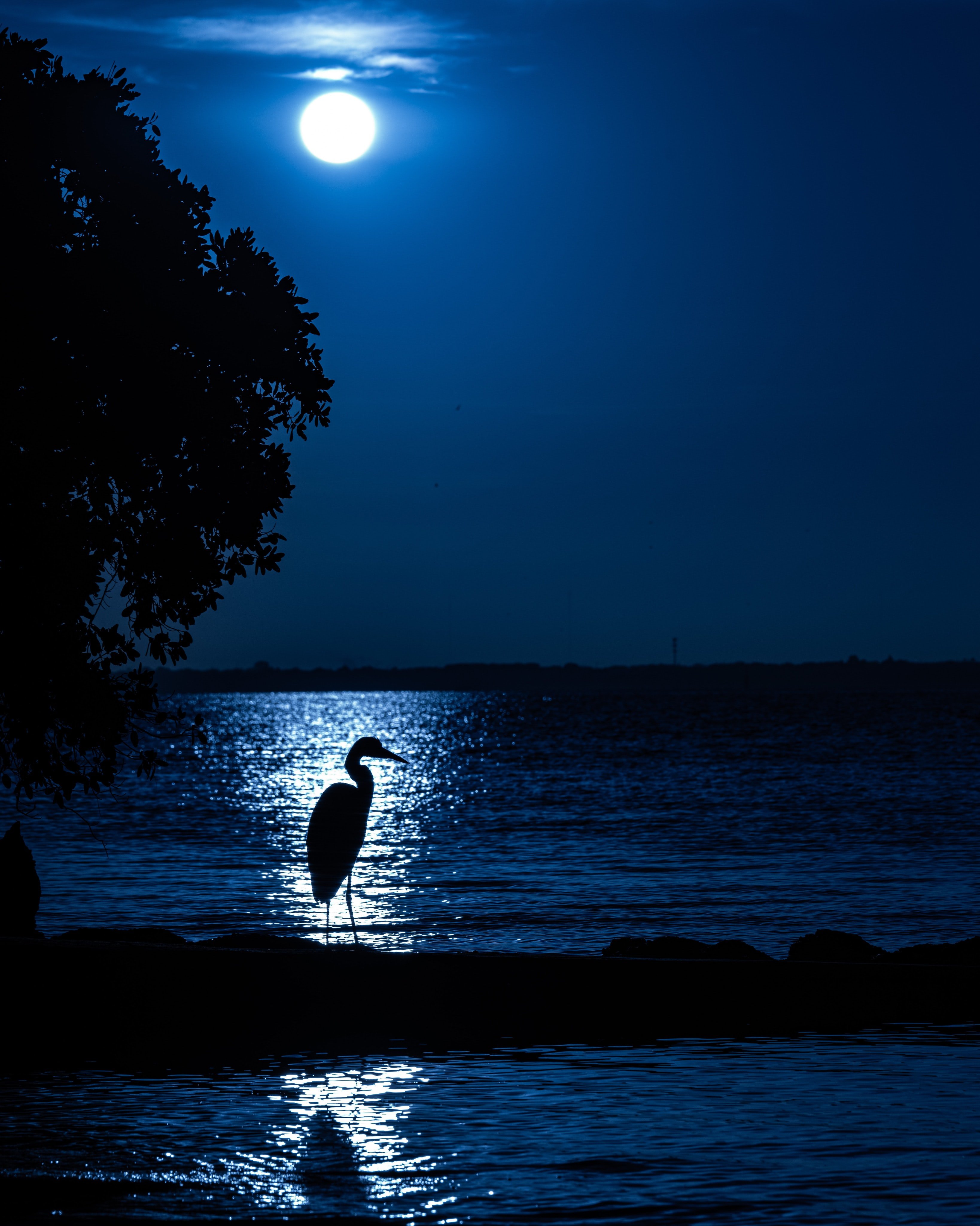 Молчание птиц. Лунная ночь. Ночь Луна. Спокойной ночи море. Ночь Луна море.