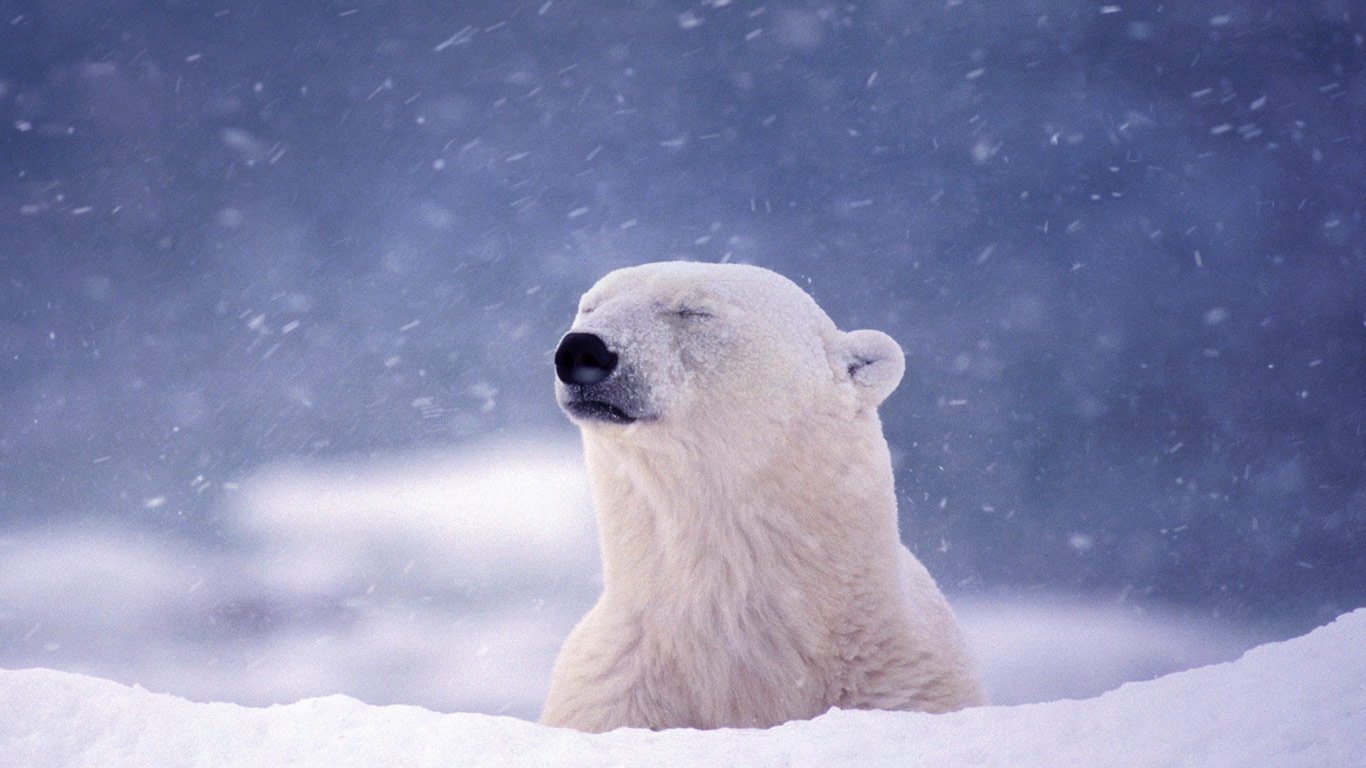 Медведь снежок