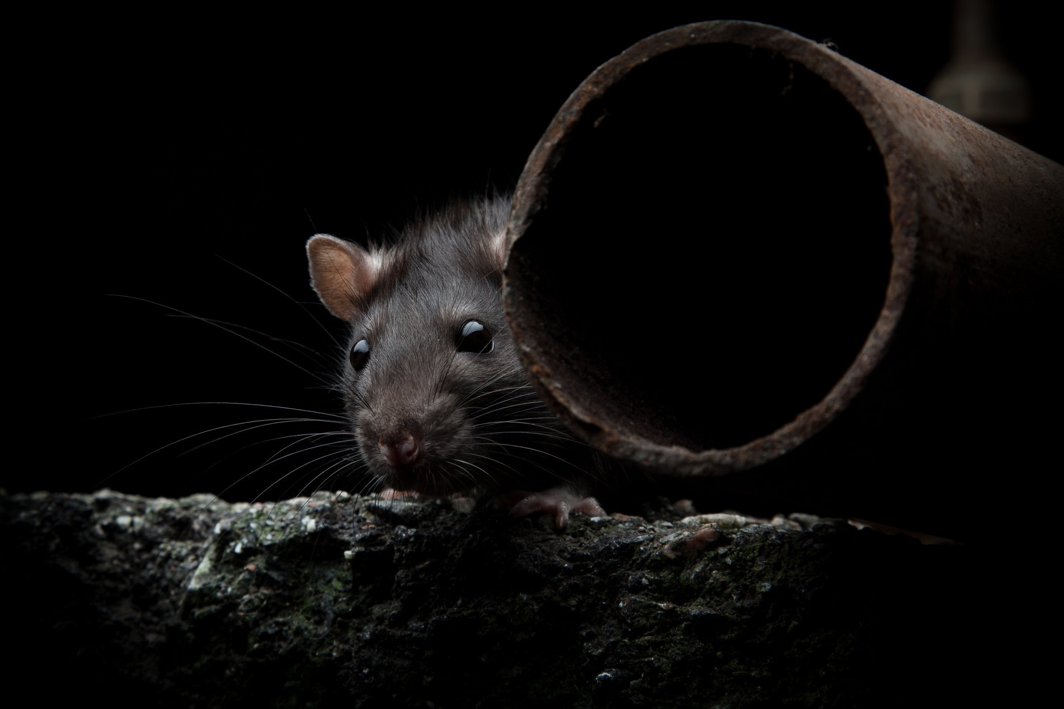 Наведи мышку. Черная мышь. Черная крыса. Крыса фото. Крыса черная Дикая.