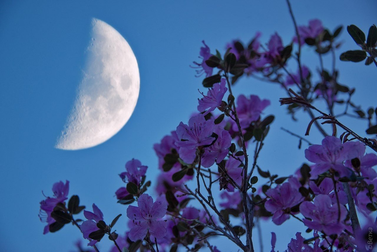 Луна апрель май. Луна и цветы. Ночной цветок. Весенняя ночь.