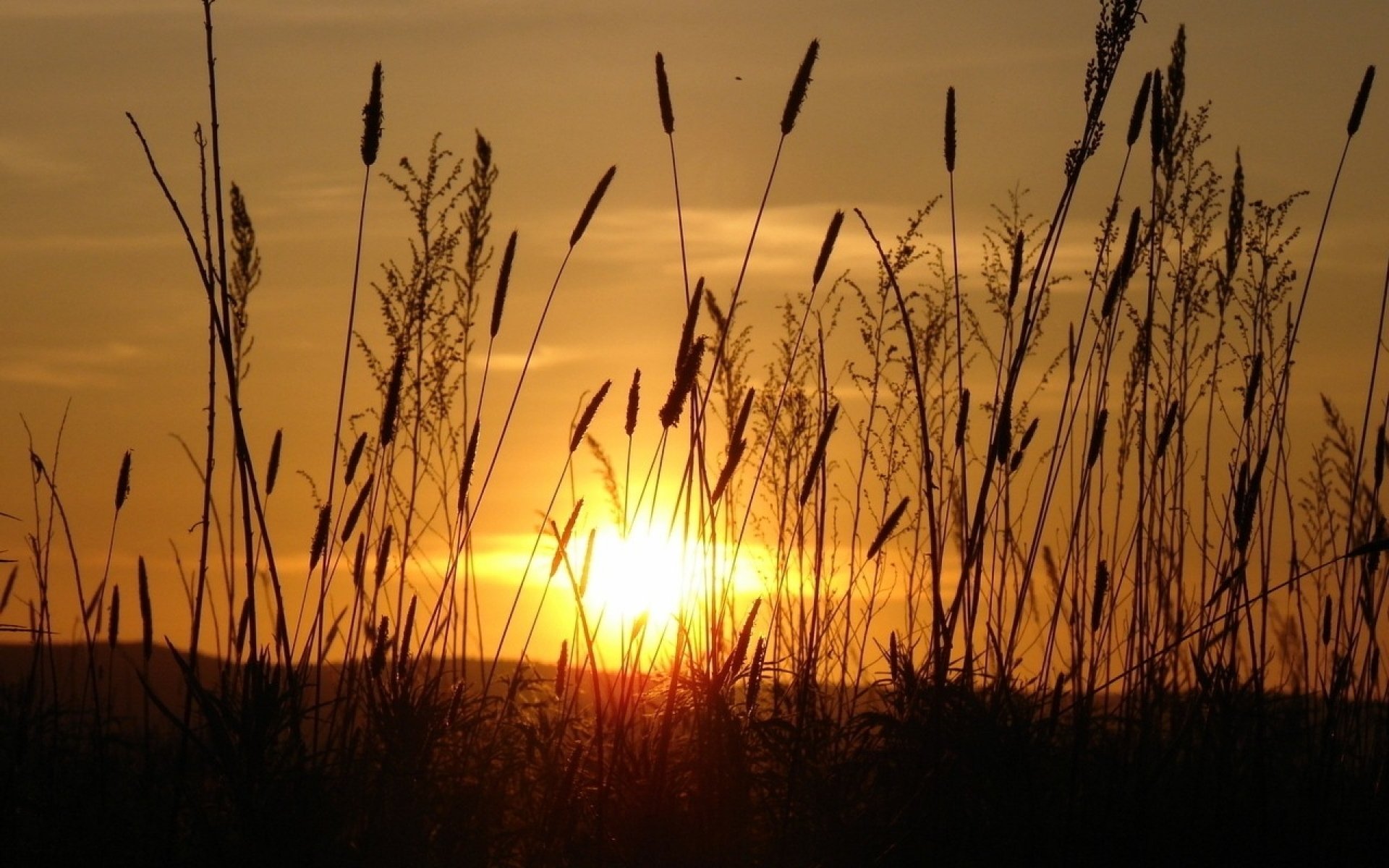 В тишине полей наливаются золотом колосья. Поле вечером Эстетика. Рожь на закате. Пшеница на закате. Трава на закате.