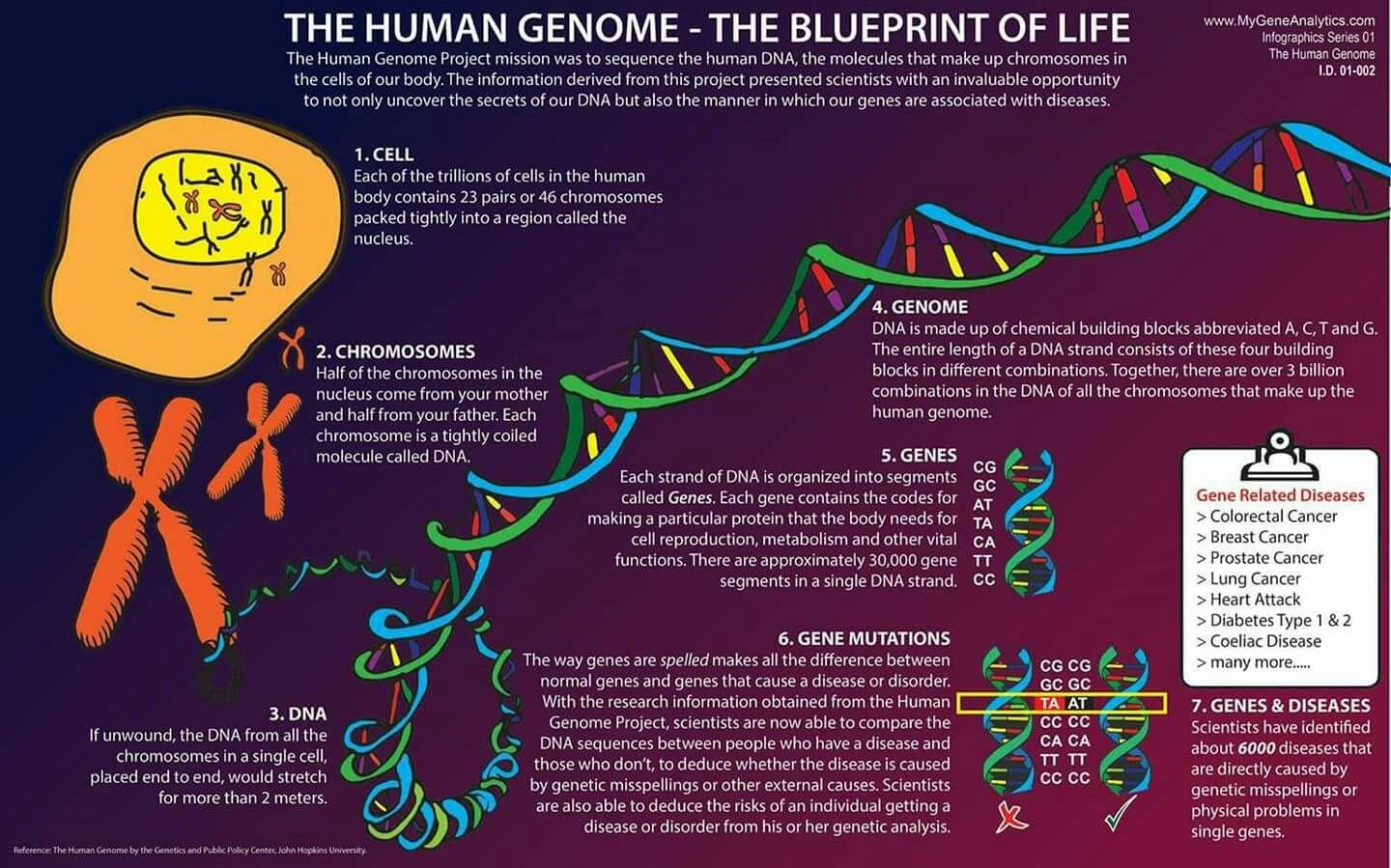 Each cell. Инфографика генетическая. Генетика инфографика. Human Genome. Генетика человечества.
