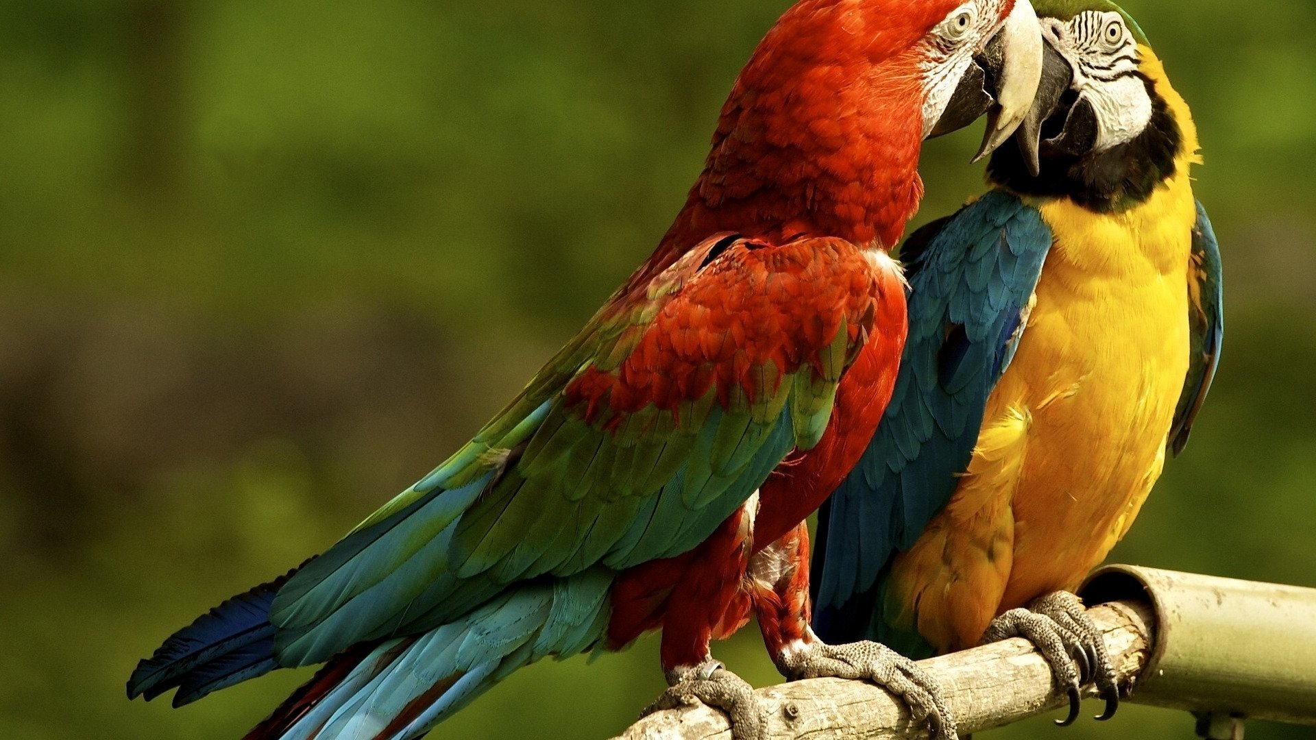 Попугаи неразлучники Какаду. Попугай ара. Жёлто-зелёный доминиканский ара. Белоспинный Лори. Попугай ара говорит
