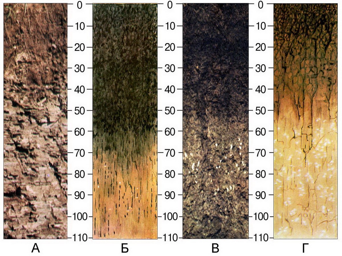 Каштановые климат. Каштановые почвы гумус. Почвенный профиль каштановых почв. Каштановые почвы разрез. Светло каштановые почвы.