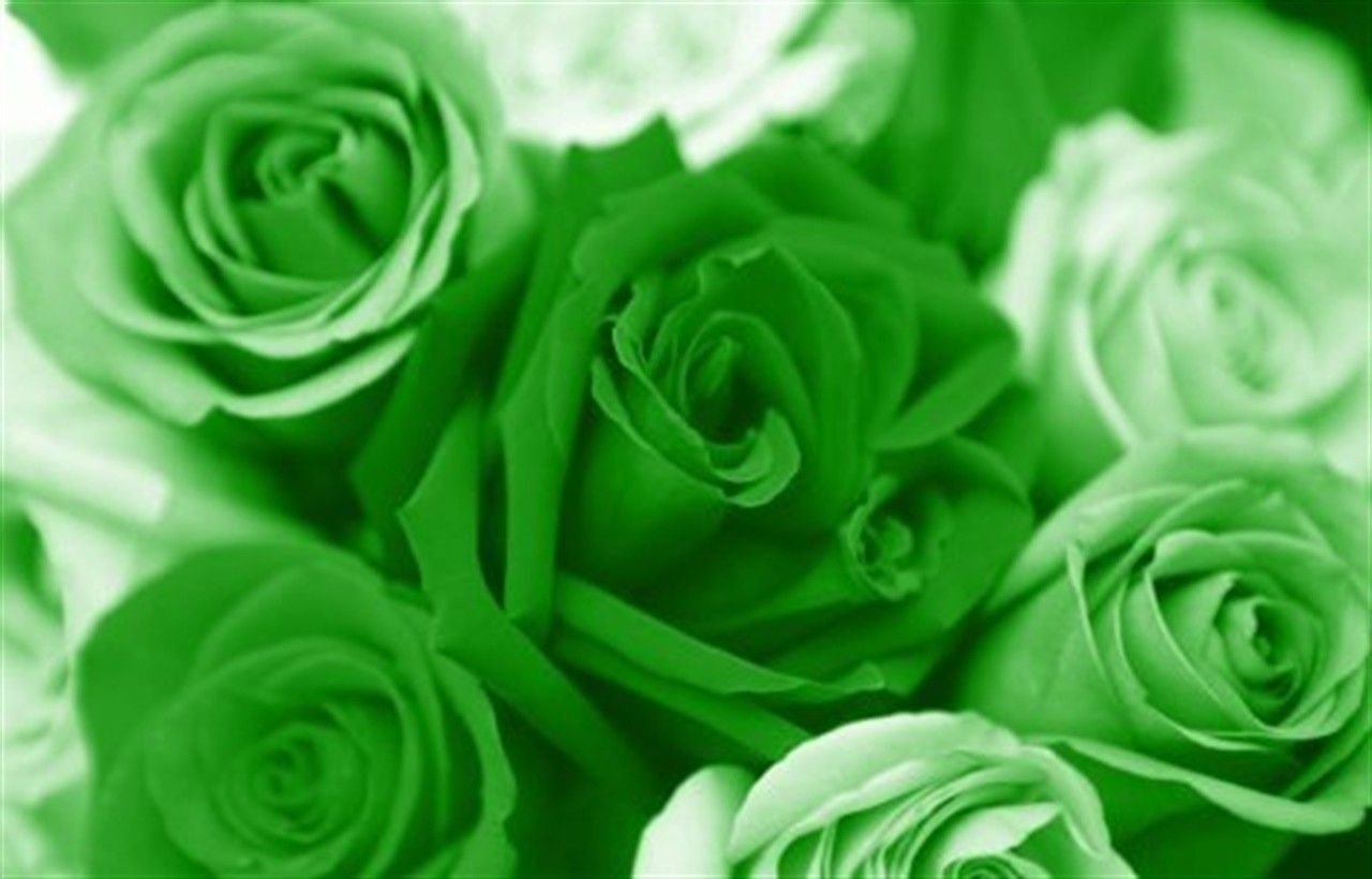 Привет зеленым цветом. Зеленые розы. Зеленый цвет. Красивый зеленый цвет. Цветы изумрудного цвета.