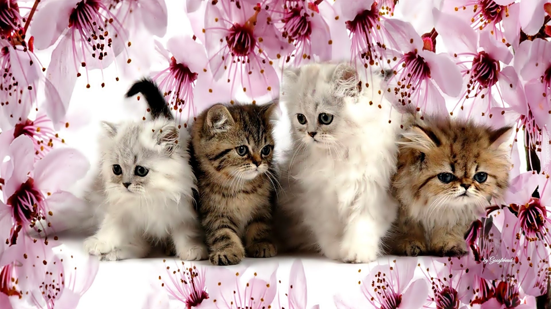 Темы кошечки. Красивые котята. Много котят. Милые котята. Котята разных цветов.