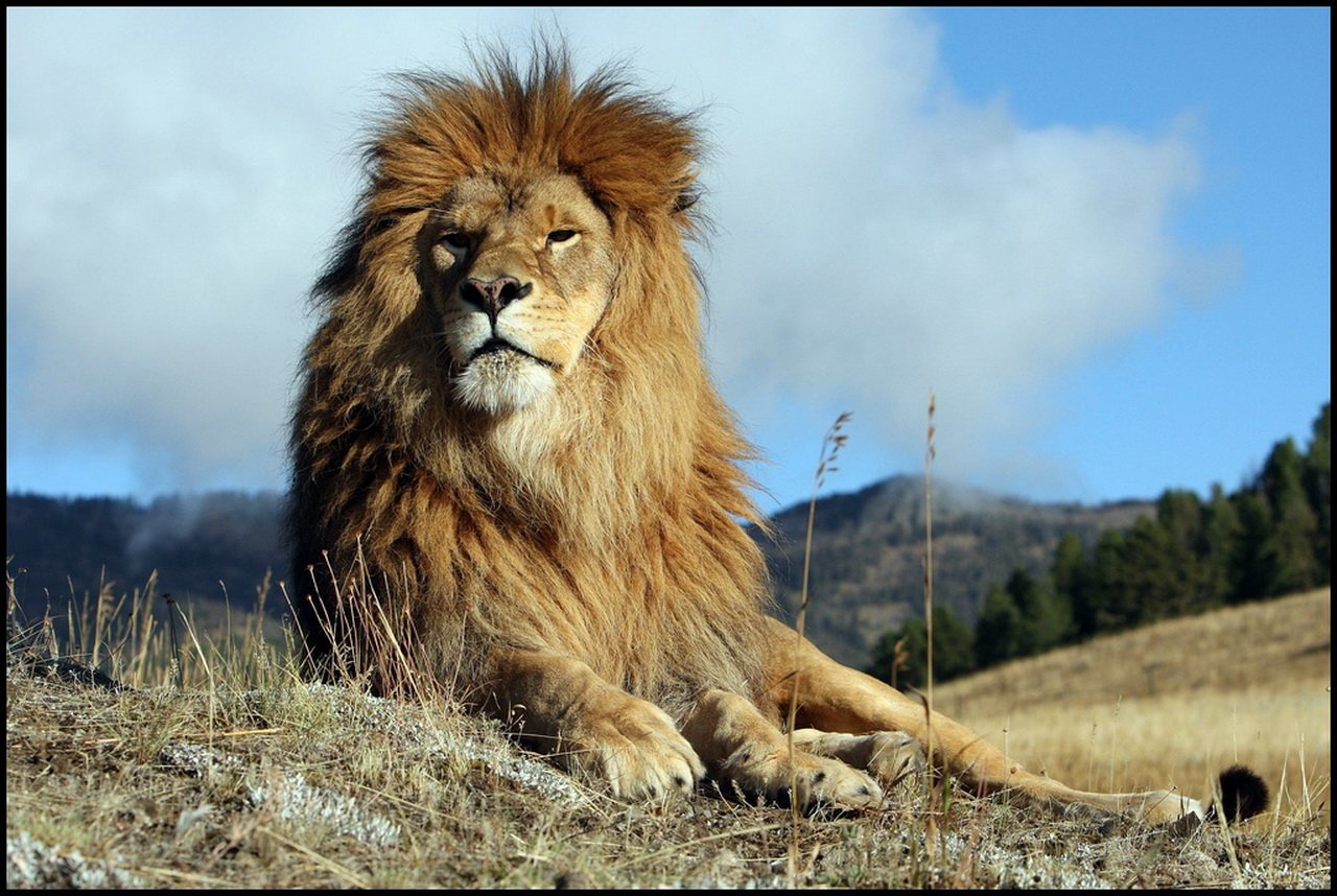 Про львов зверей. Лев. Красивый Лев. Лев царь зверей. Гордые львы.