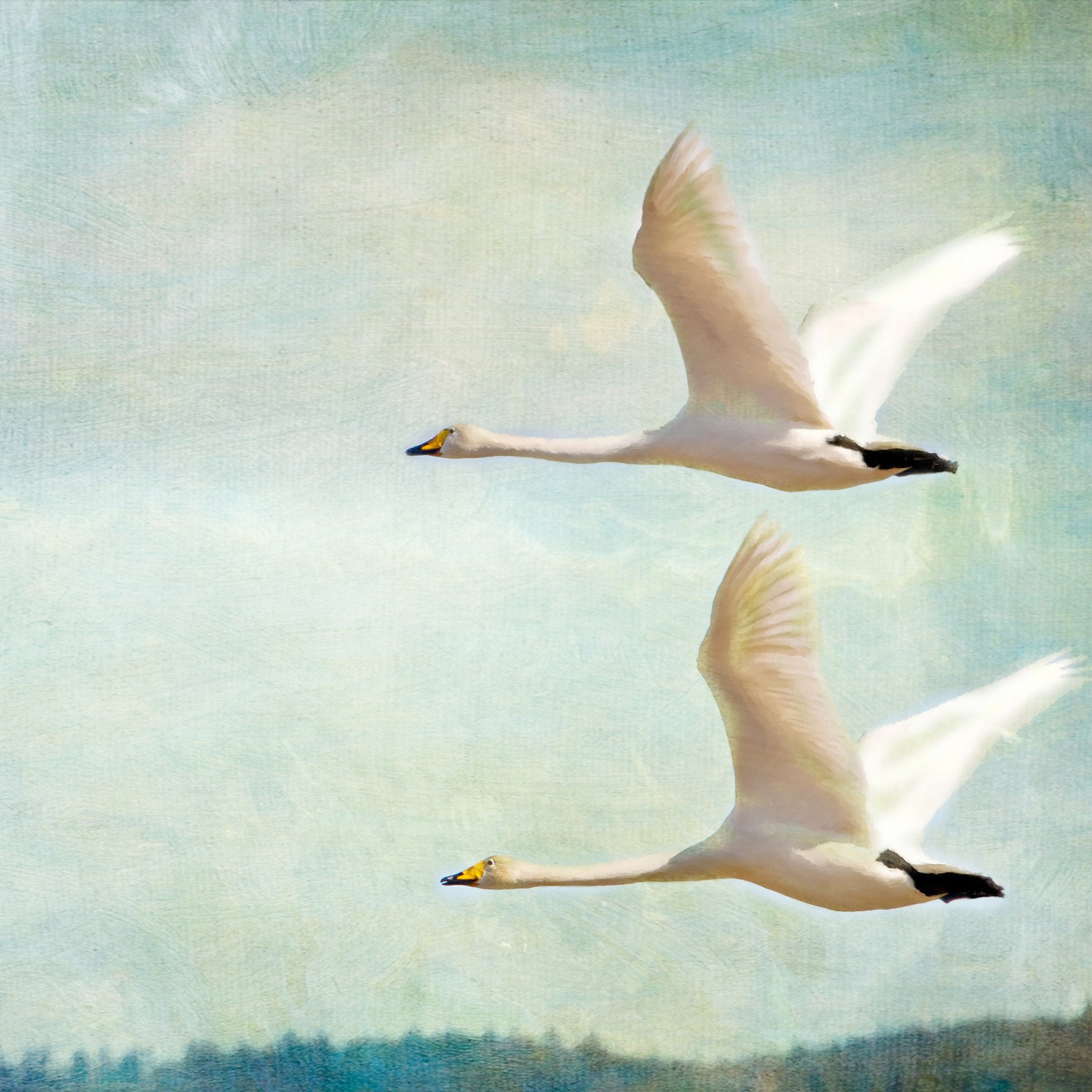 Лебедушка летала песня. Летящие лебеди живопись. Стая лебедей. Гусь в полете. Лебеди улетают картина.