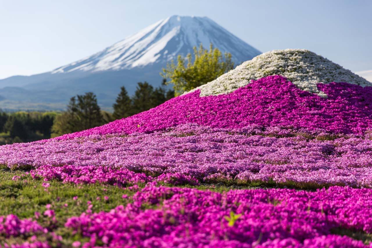 Розовые деревья в горах. Флокс шиловидный в Японии. Цветение шиловидных флоксов в Японии. Шиловилный флолокс в Японии. Япония поля шиловидных флоксов.