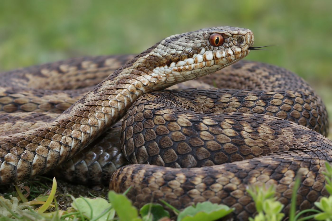 Природа ядовитых змей. Уж обыкновенный - змея неядовитая. Гюрза Vipera lebetina. Гадюка Болотная. Змея гадюка обыкновенная.