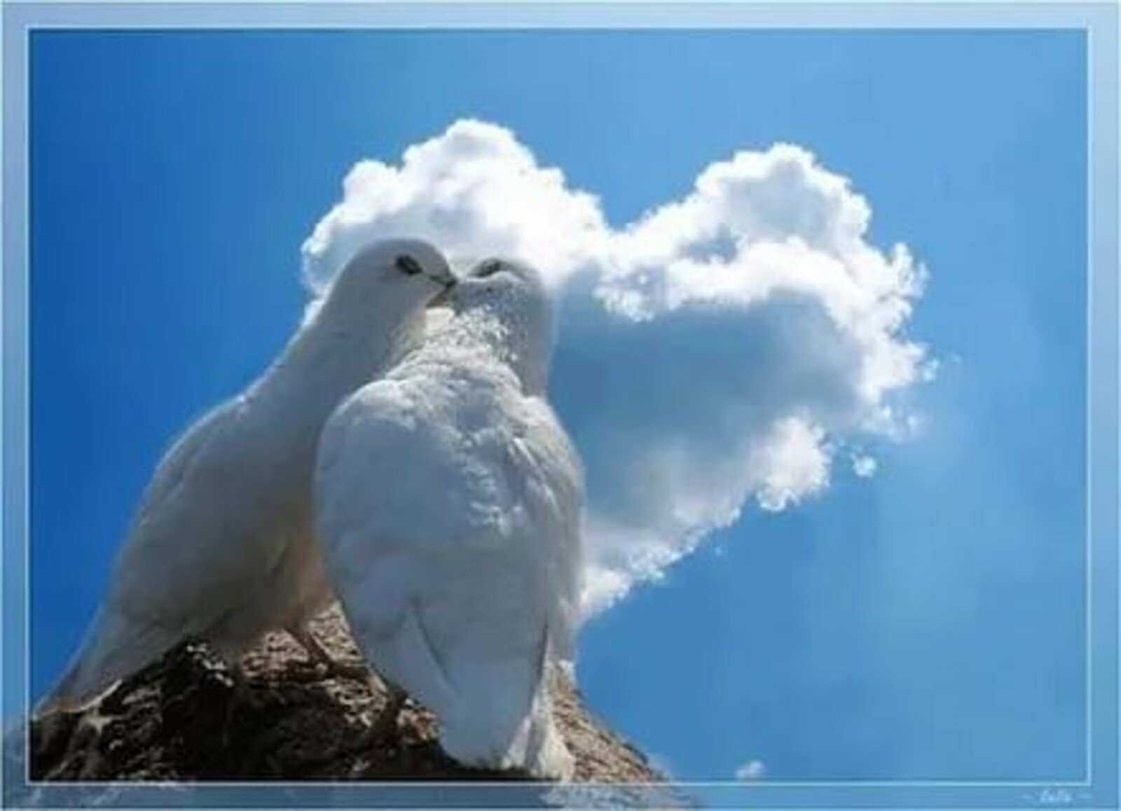 Твое сердце птица. Влюбленные голуби. Пара голубей. Два голубя. Белый голубь.