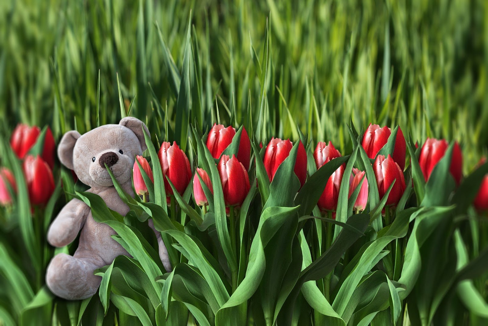 Обложка для вк тюльпаны. Красивые тюльпаны. Весенние тюльпаны. Тюльпаны в природе.