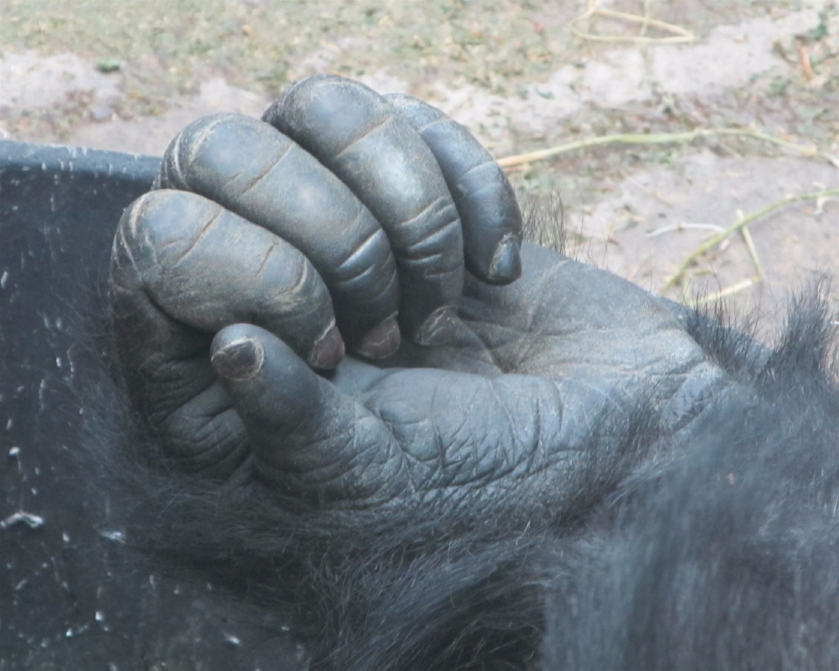 Ногти обезьяны. Рука обезьяны. Рука шимпанзе.