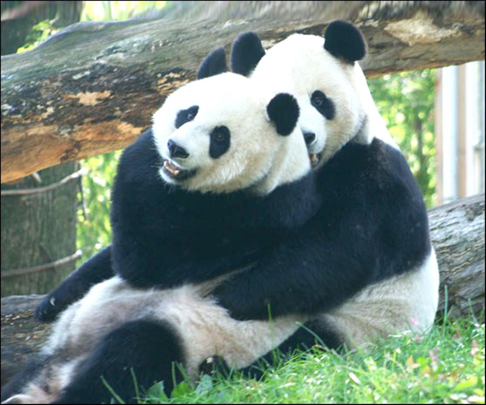 Обнять панду. Панды обнимаются. 2 Панды. Влюбленные панды. Объятия панды.