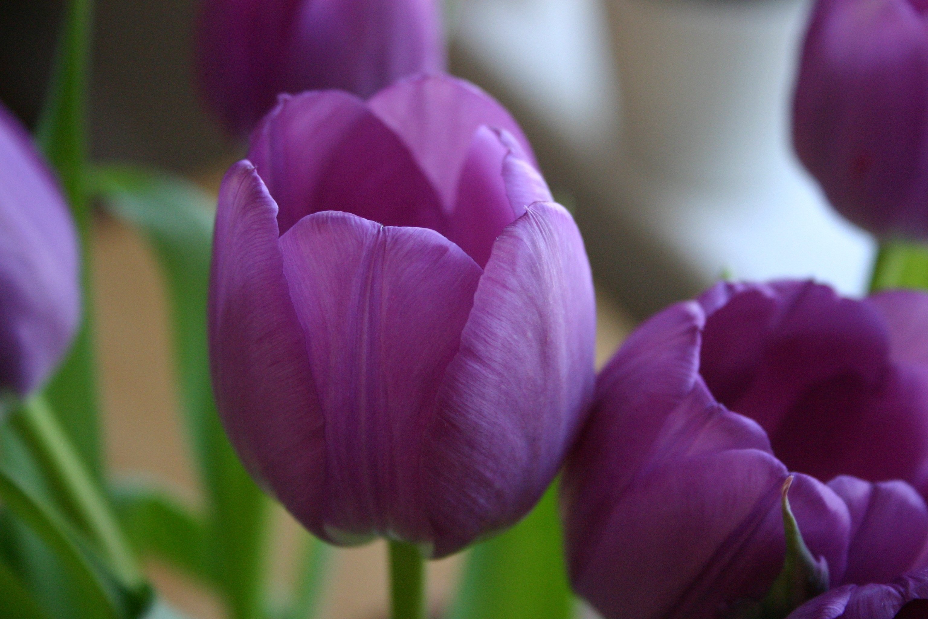 Фиолетовые тюльпаны к чему. Тюльпан Пурпл Кристалл. Тюльпан Пурпл букет. Тюльпан многоцветковый Пурпл. Многоцветковый тюльпан Purple.