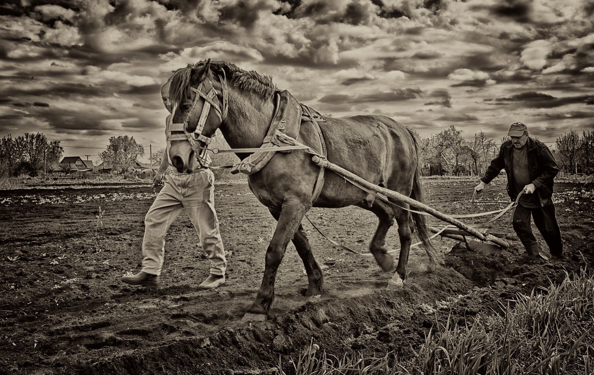 День и ночь пашет. Лошадь в сельском хозяйстве. Лошадь пашет. Крестьянин пашет землю. Крестьянин вспахивает поле.