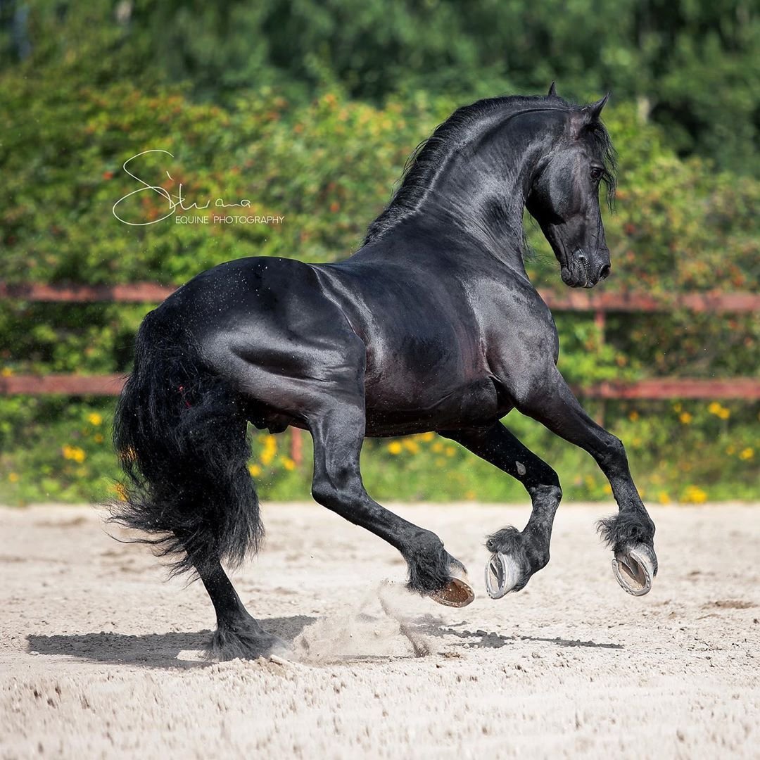 Черный про лошадей. Фризская лошадь. Першероны лошади. Черный конь. Красивый черный конь.