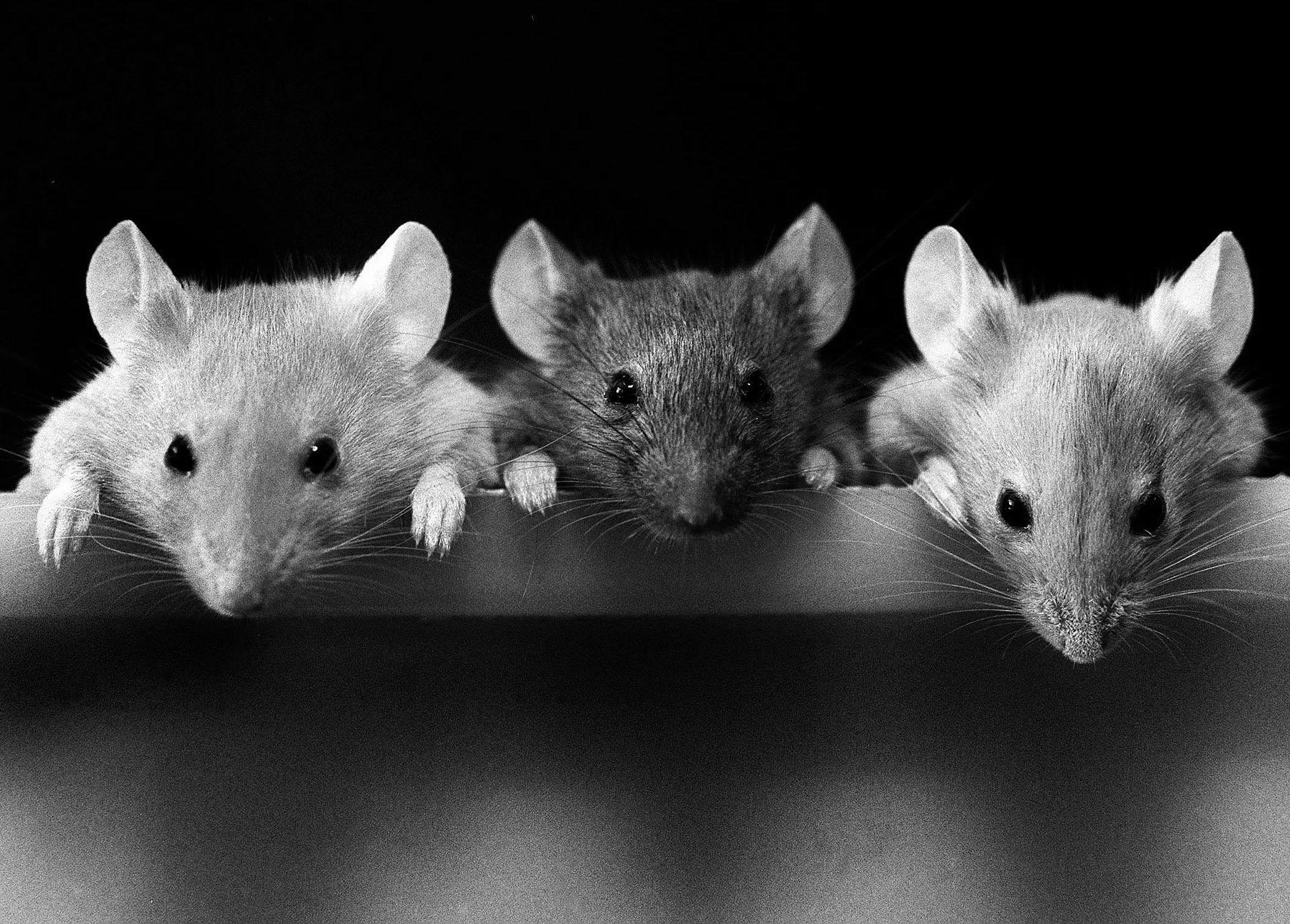 Three mice. Крысы. Мышь фото. Три мышки. Много мышей.