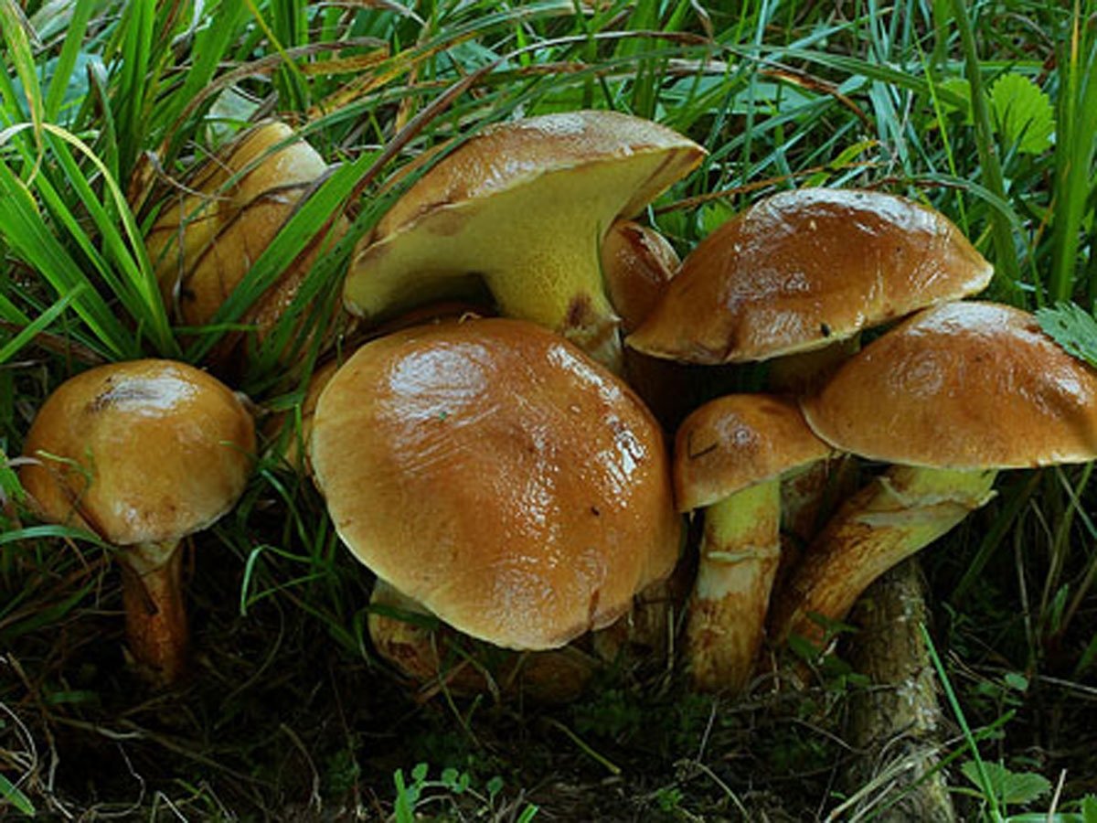 Есть гриб масленок. Маслёнок трентийский (Suillus tridentinus). Грибы маслята. Масленок лиственничный. Масленок грибы для детей детского сада.