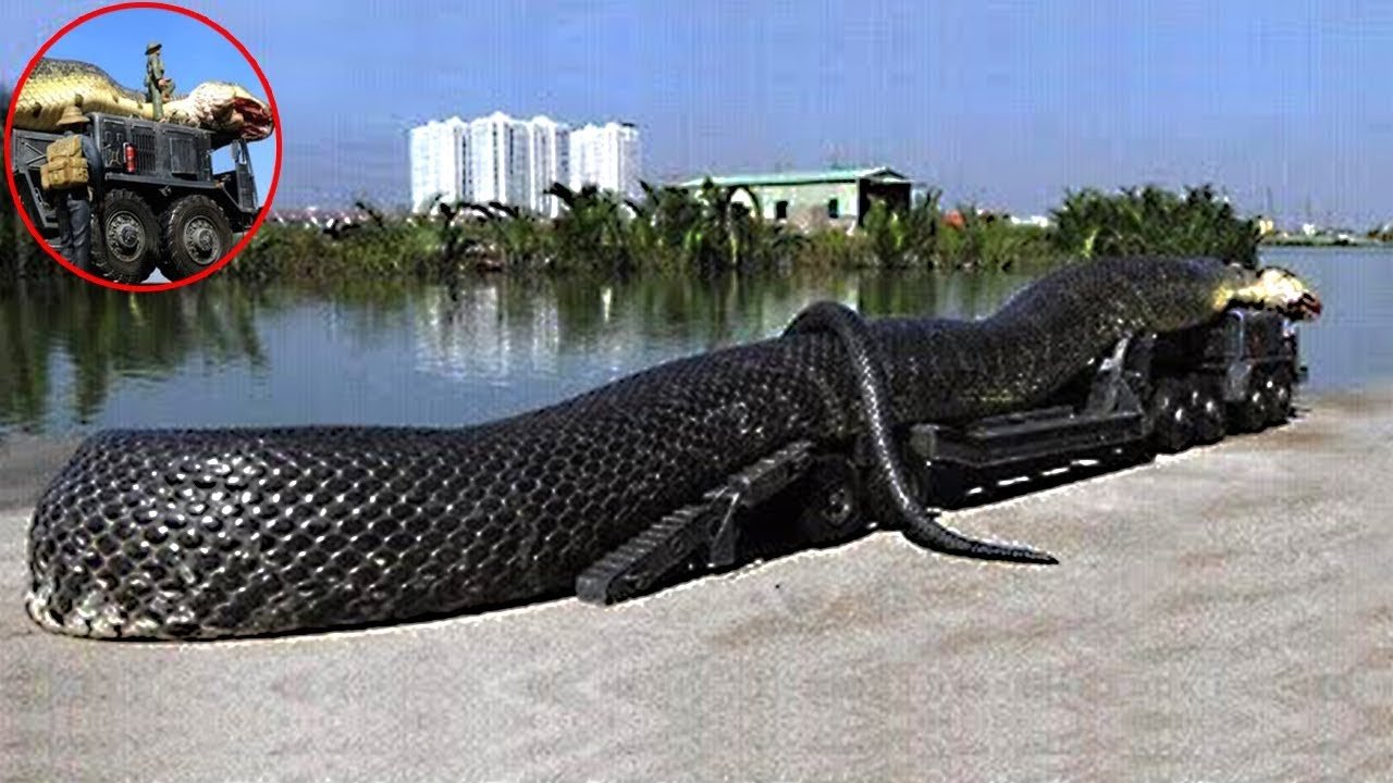 Большие змеи в воде. Самая большая Анаконда 41м.