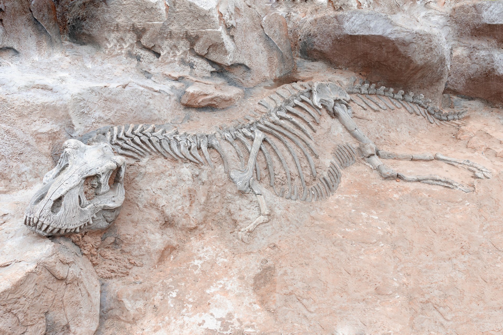 Окаменелые кости динозавров. Окаменелости костей динозавров. Ископаемые останки тираннозавра. Fossil окаменелости.