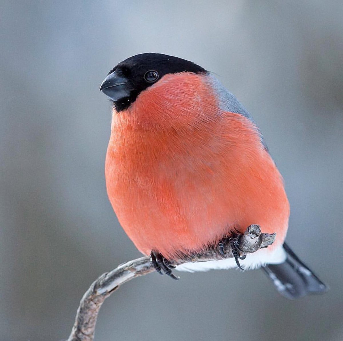 Красная синичка. Снегирь птица самка. Красногрудый Снегирь. Снегирь диморфизм. Красногрудый Снегирь самка.