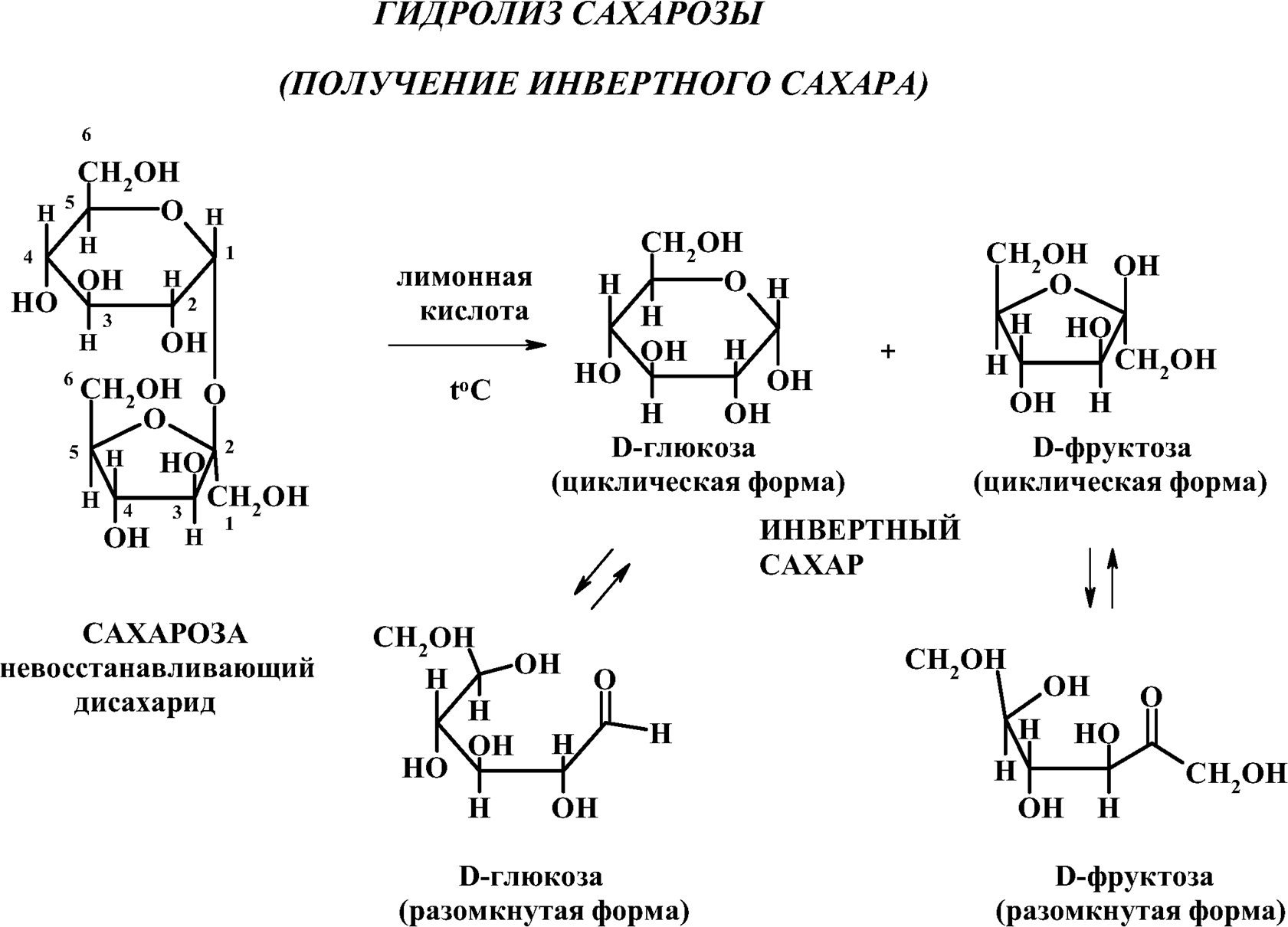 Сахароза биологическая роль. Гидролиз сахарозы формула. Сахароза Геншин.
