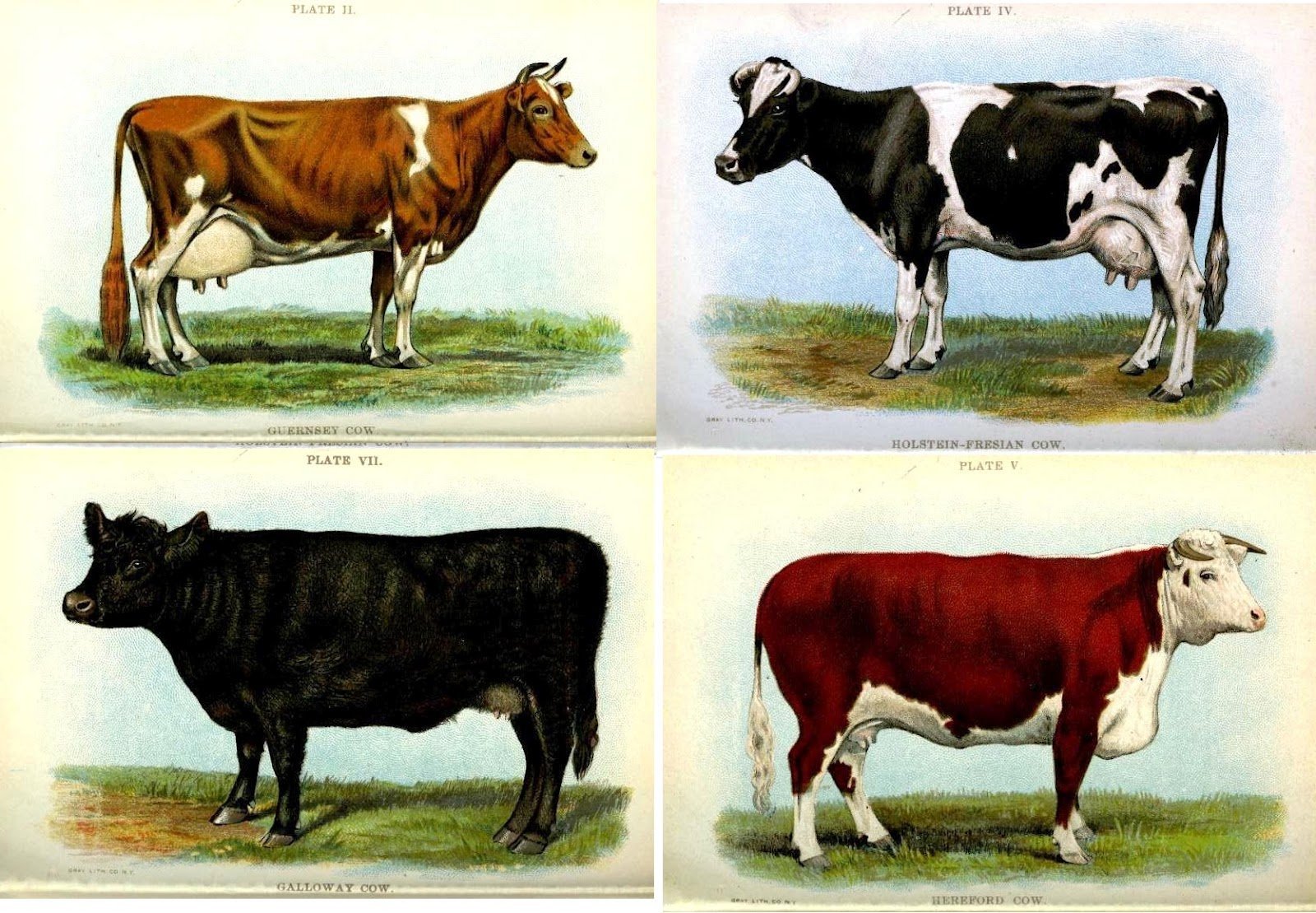 Селекция порода животных. Селекция, породы, искусственный отбор. Селекция коров f1 f2. Селекция животных. Искусственный отбор коров.
